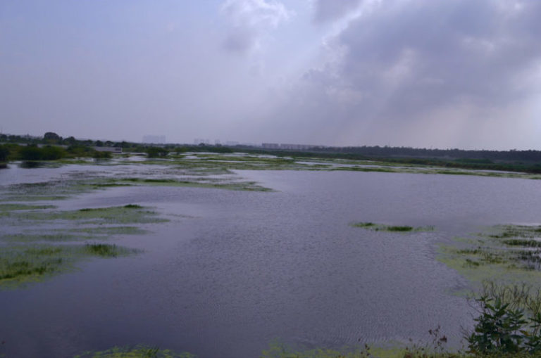 sholinganallur lake